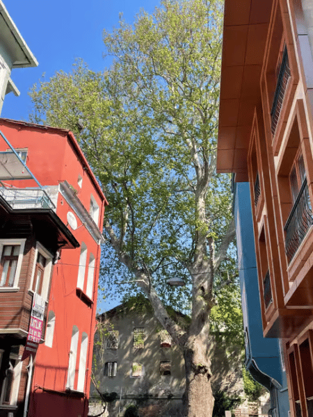 Istanbul: Fener Balat Half-day Guided Walking Tour | ®ExcursionMania