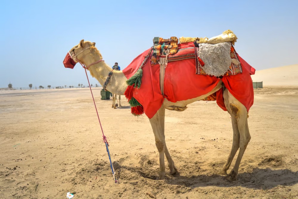 Doha: Desert Safari w/ Quad Bike Sandboarding  Camel Ride | ®ExcursionMania
