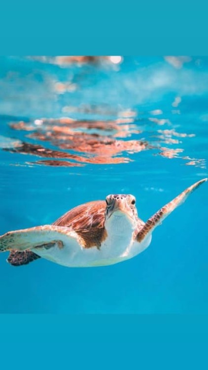 Muscat: Daymaniat Islands Snorkeling Trip | ®ExcursionMania
