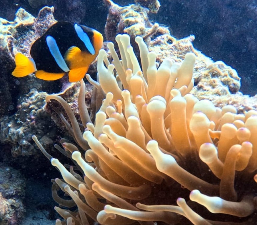 Daymaniat Islands Snorkeling Trip | ®ExcursionMania
