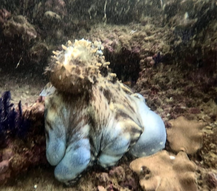 Muscat: Daymaniat Islands Try Scuba Diving | ®ExcursionMania