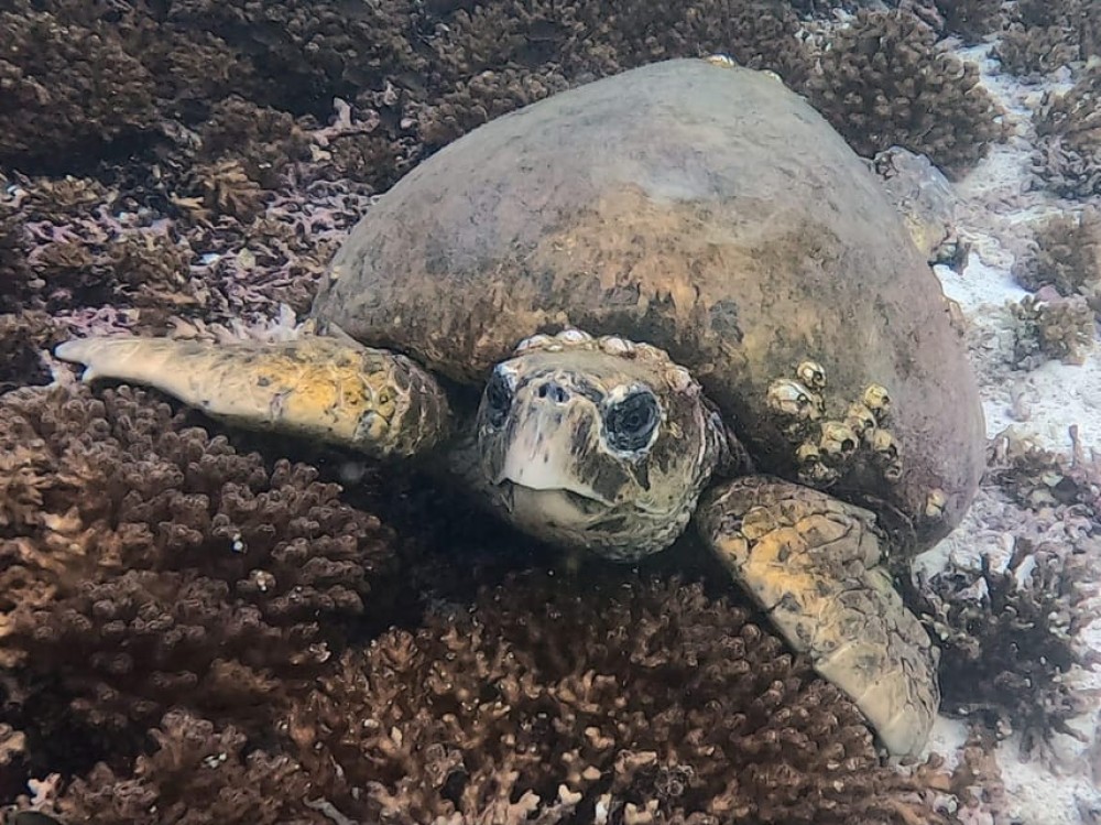 Muscat: Daymaniat Islands Try Scuba Diving | ®ExcursionMania