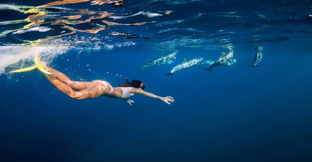 Hurghada: Dolphin Watching & Snorkeling Adventure with Lunch | ®ExcursionMania