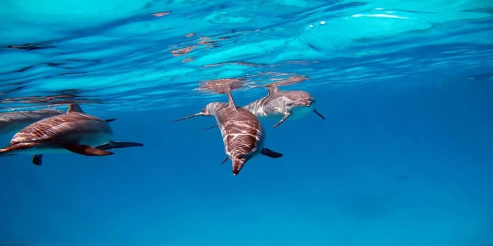 Hurghada: Dolphin Watching & Snorkeling Adventure with Lunch | ®ExcursionMania