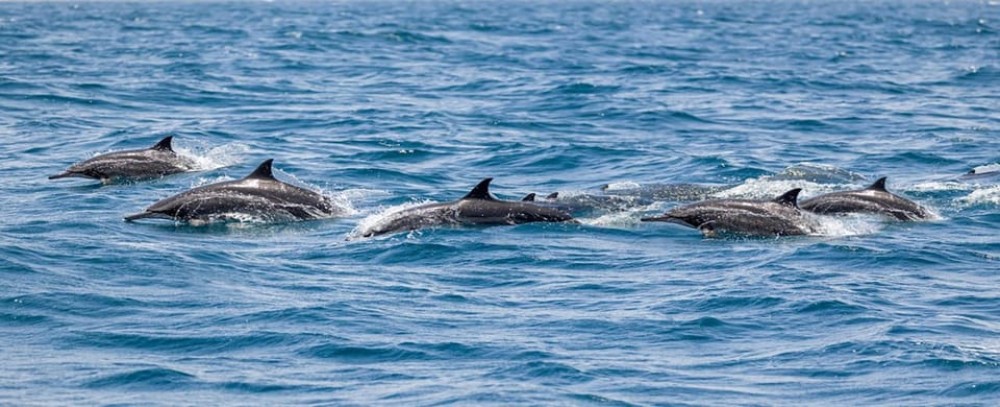 El Gouna Lagoon and Dolphin Diving with Lunch | ®ExcursionMania