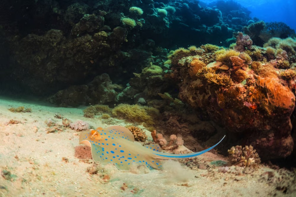 Sharm El Sheikh: Snorkeling at Ras Mohamed & White Island | ®ExcursionMania