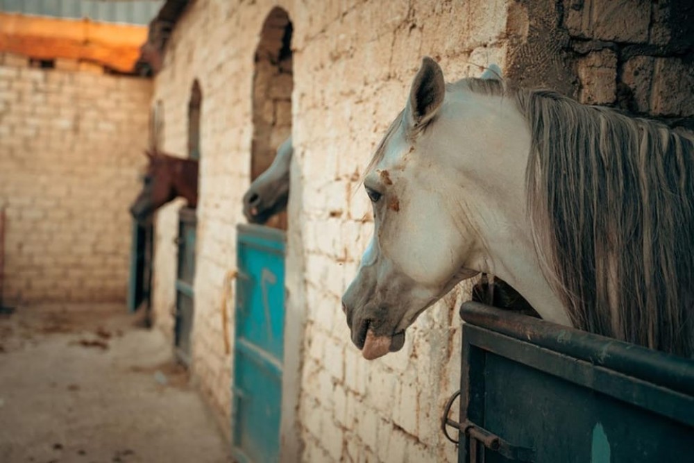 El Gouna: Desert & Sea Horse Riding with Swimming | ®ExcursionMania