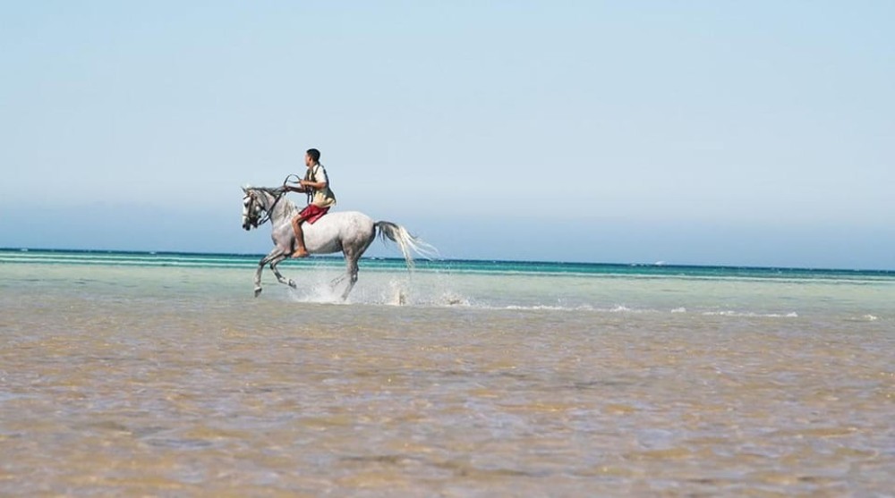 El Gouna: Desert & Sea Horse Riding with Swimming | ®ExcursionMania