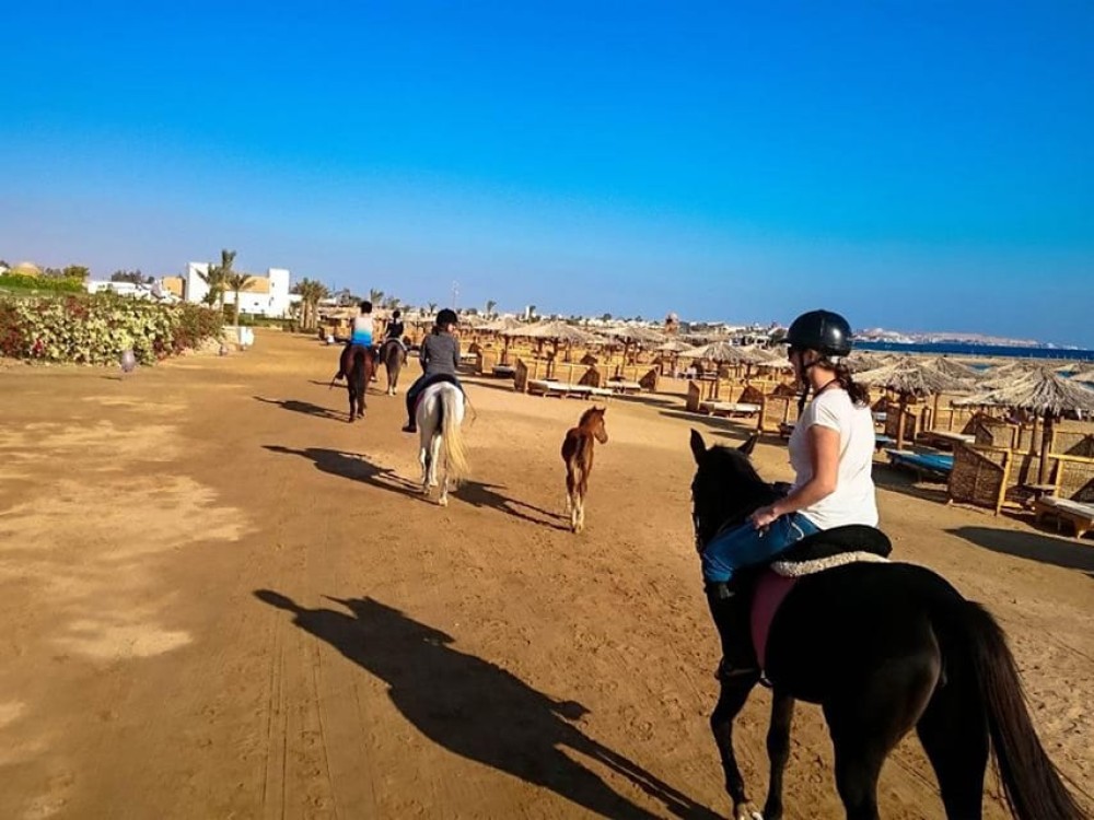 El Gouna: Desert & Sea Horse Riding with Swimming | ®ExcursionMania