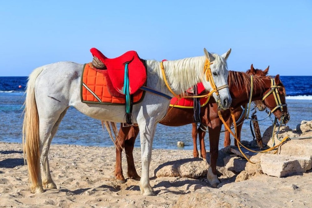 El Gouna: Desert & Sea Horse Riding with Swimming | ®ExcursionMania