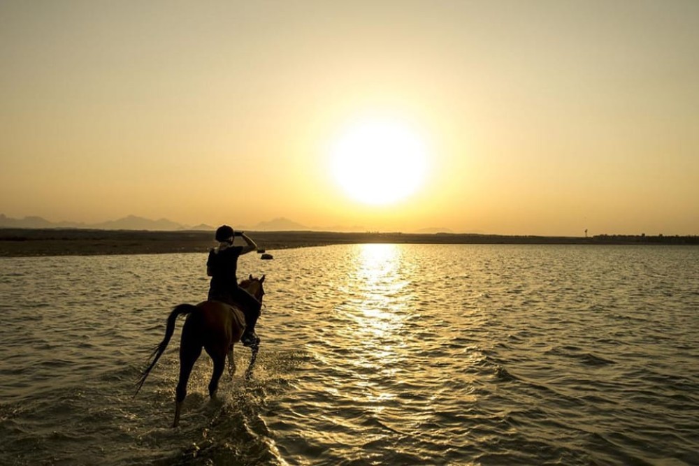El Gouna: Desert & Sea Horse Riding with Swimming | ®ExcursionMania
