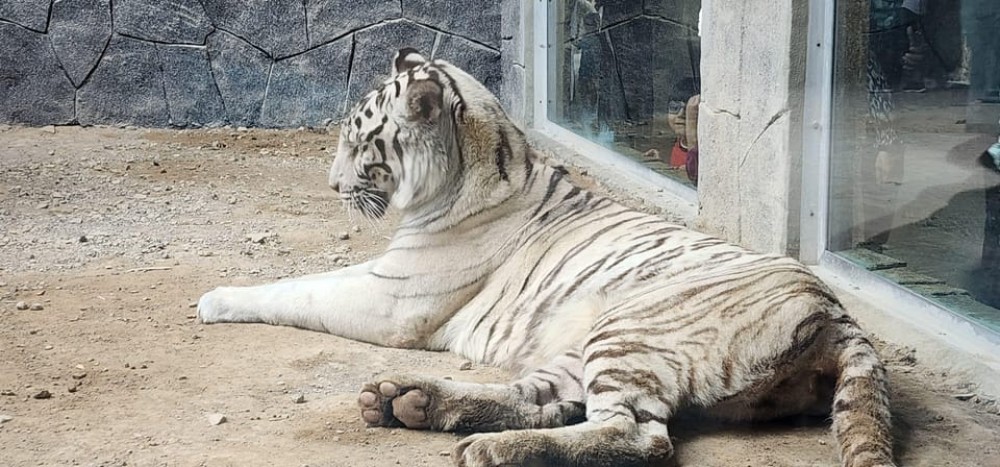 Safari World Zoo and Wahiba Sands Sunset with Dinner | ®ExcursionMania