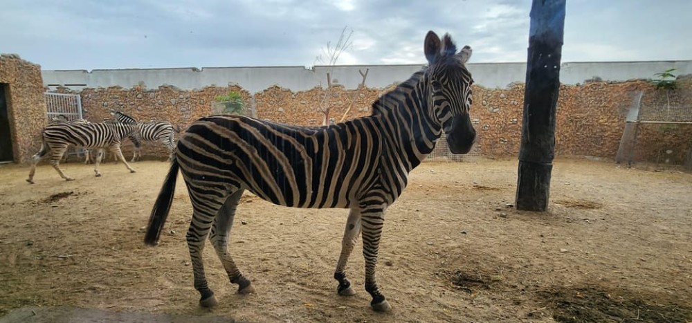 Safari World Zoo and Wahiba Sands Sunset with Dinner | ®ExcursionMania