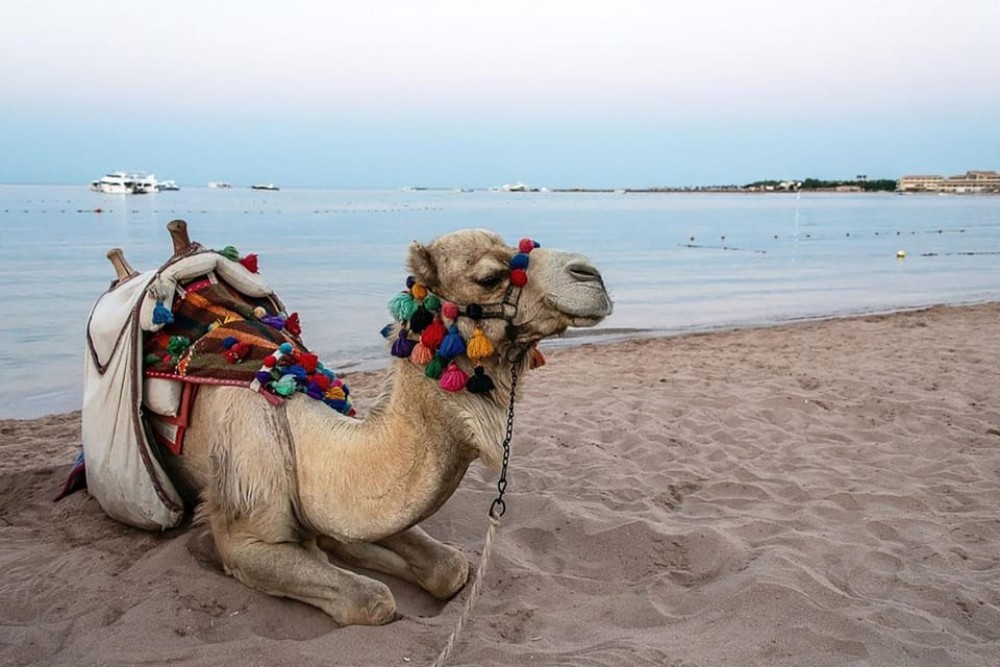 Hurghada: 3 Hour Camel Riding with Bedouin vibe | ®ExcursionMania