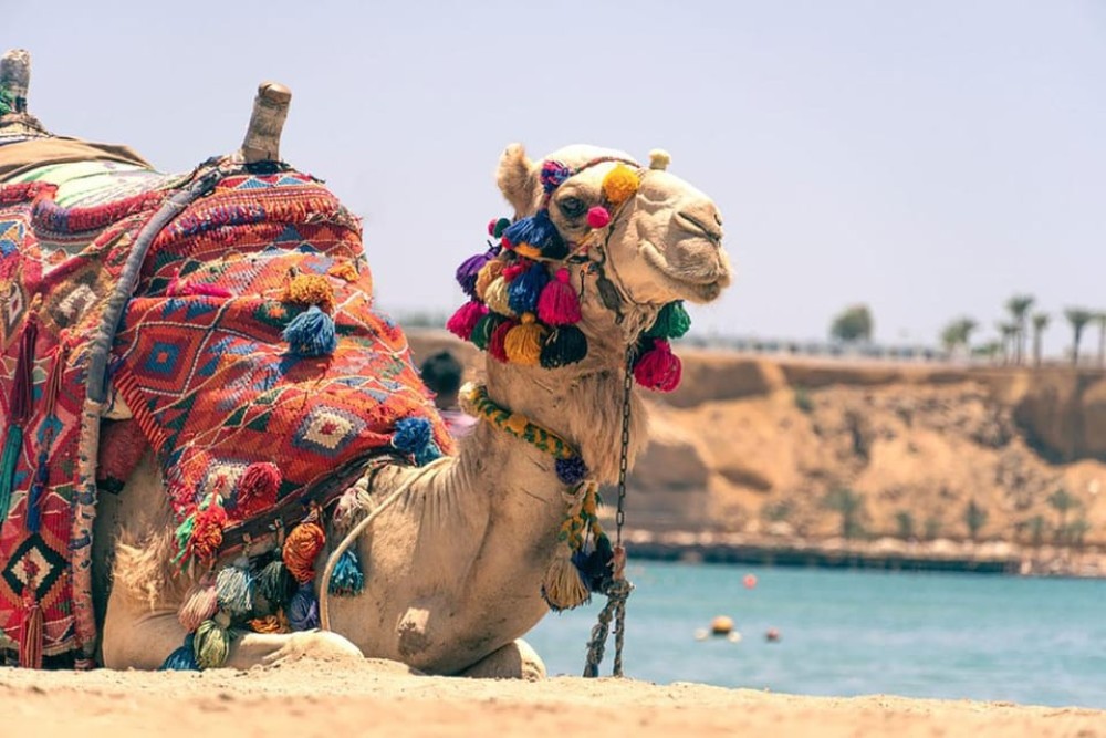 Hurghada: 3 Hour Camel Riding with Bedouin vibe | ®ExcursionMania