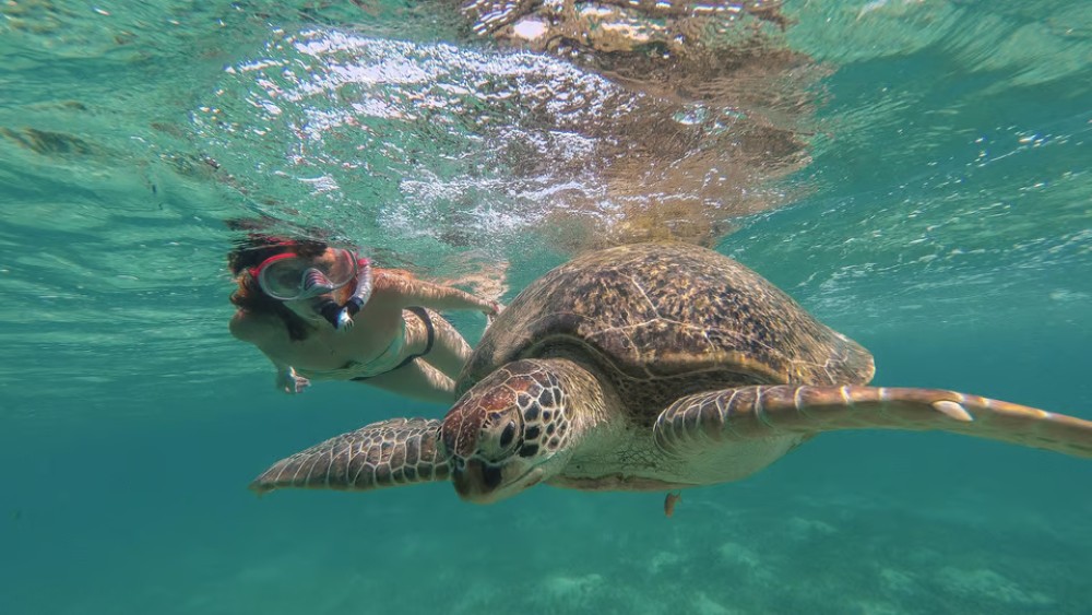 From Marsa Alam: Marsa Mubarak Sea Snorkeling Boat Trip | ®ExcursionMania