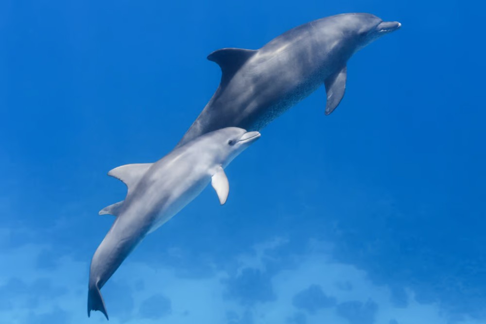 Marsa Alam: Snorkeling Trip to Satayh Dolphin Reef | ®ExcursionMania