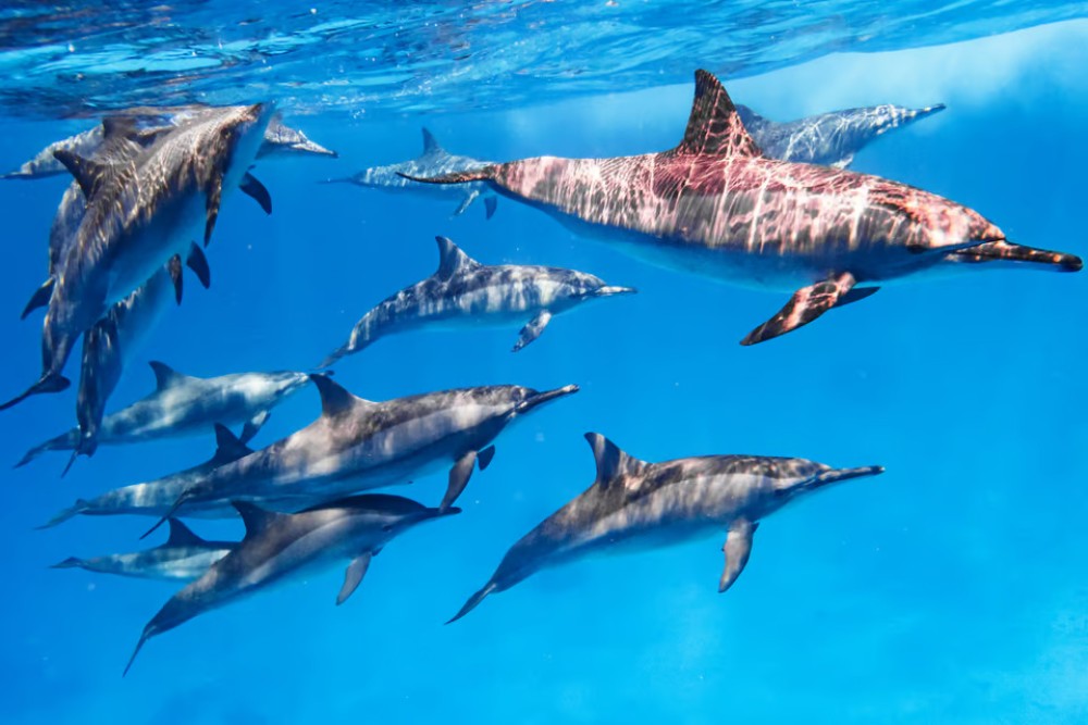 Marsa Alam: Snorkeling Trip to Satayh Dolphin Reef | ®ExcursionMania