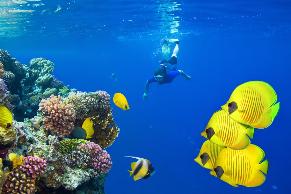 Marsa Alam: Snorkeling Trip to Satayh Dolphin Reef | ®ExcursionMania