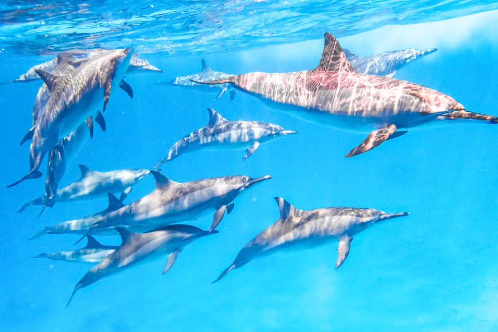 Marsa Alam: Snorkeling Trip to Satayh Dolphin Reef | ®ExcursionMania