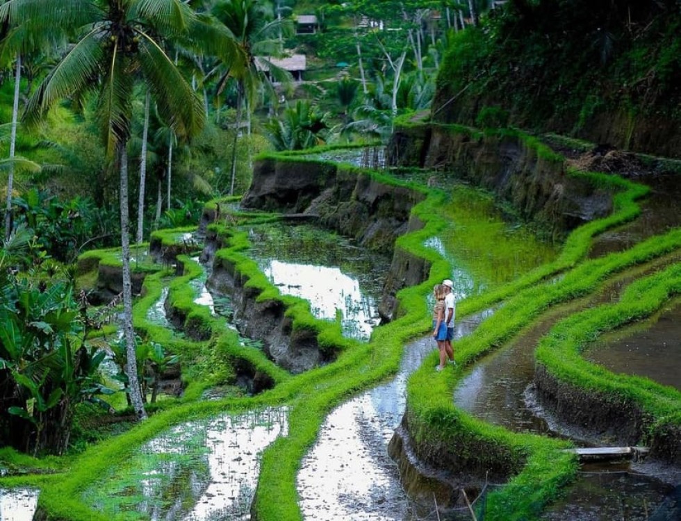 Bali: Tanah Lot Jatiluwih Terrace & Ulundanu Beratan Tour | ®ExcursionMania