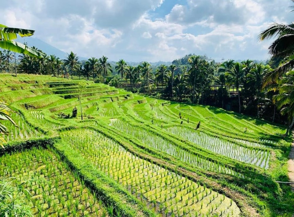 Bali: Tanah Lot Jatiluwih Terrace & Ulundanu Beratan Tour | ®ExcursionMania