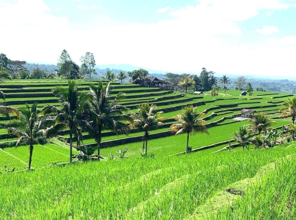 Bali: Tanah Lot Jatiluwih Terrace & Ulundanu Beratan Tour | ®ExcursionMania