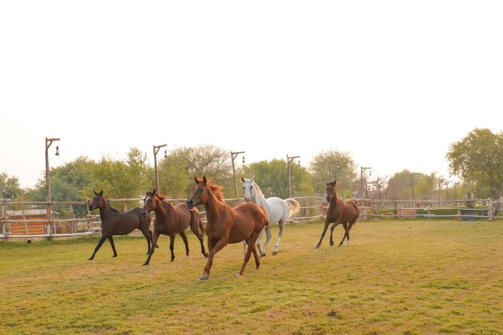 Dubai: Camel & Horse Ride, Al Khayma Camp, Stargazing, & BBQ | ®ExcursionMania