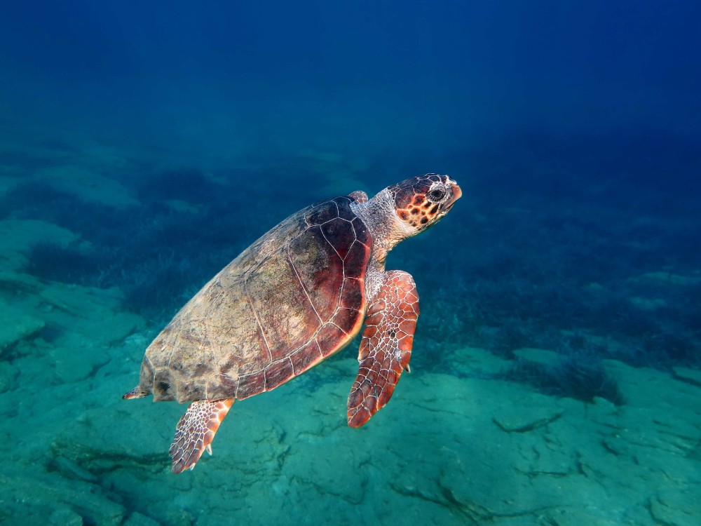Bodrum Dalyan Tour With River Cruise & Mud Baths | ®ExcursionMania