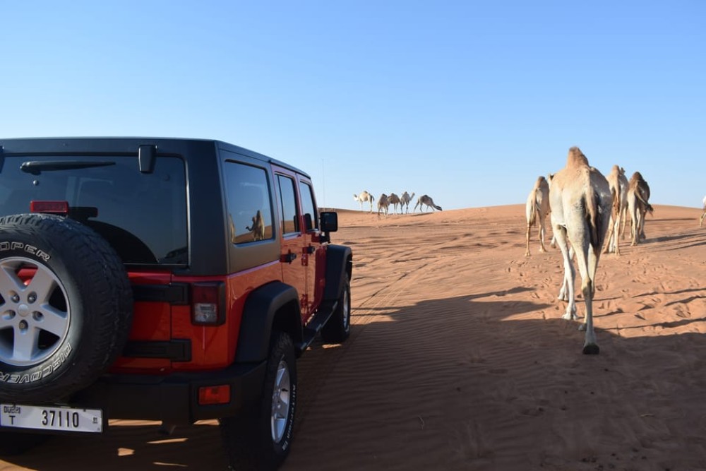 Dubai: Desert Safari Quad Bike Camel Ride and Sandboarding | ®ExcursionMania