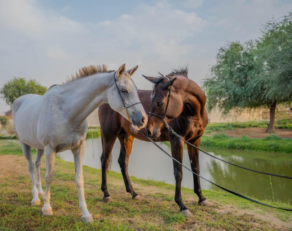 Dubai: Al Marmoom Oasis Horse Riding Experience with Snack | ®ExcursionMania