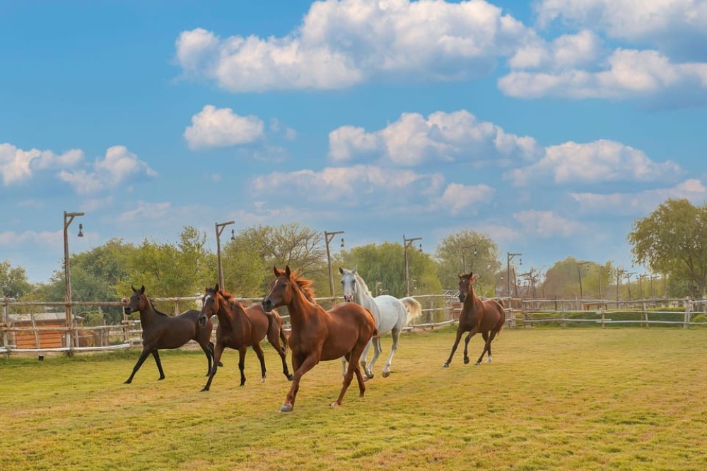 Dubai: Al Marmoom Oasis Horse Riding Experience with Snack | ®ExcursionMania
