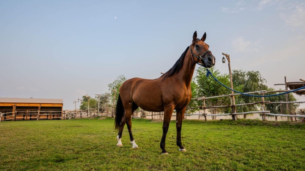Dubai: Al Marmoom Oasis Horse Riding Experience with Snack | ®ExcursionMania