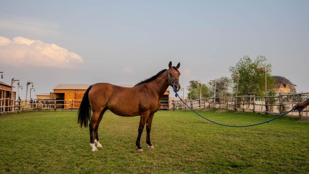 Dubai: Al Marmoom Oasis Horse Riding Experience with Snack | ®ExcursionMania