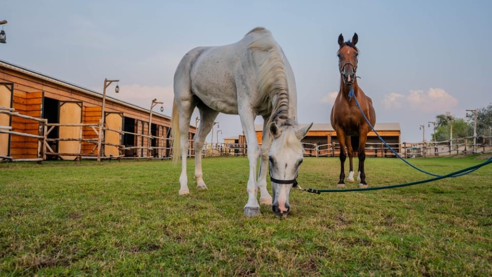 Dubai: Al Marmoom Oasis Horse Riding Experience with Snack | ®ExcursionMania