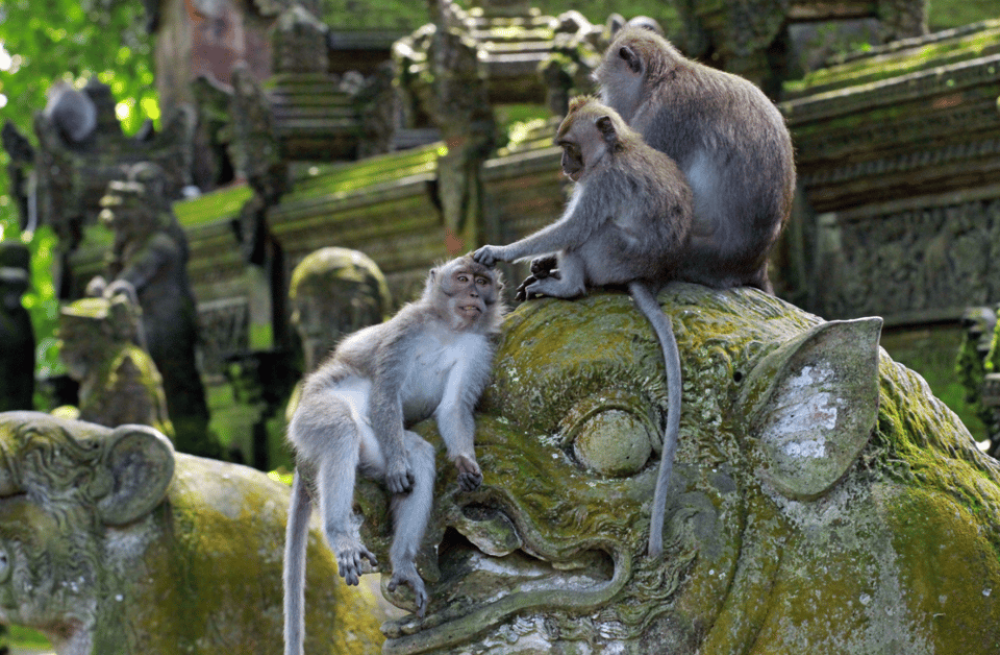 From Bali: Saraswati Temple Monkey Forest Ubud Waterfalls | ®ExcursionMania