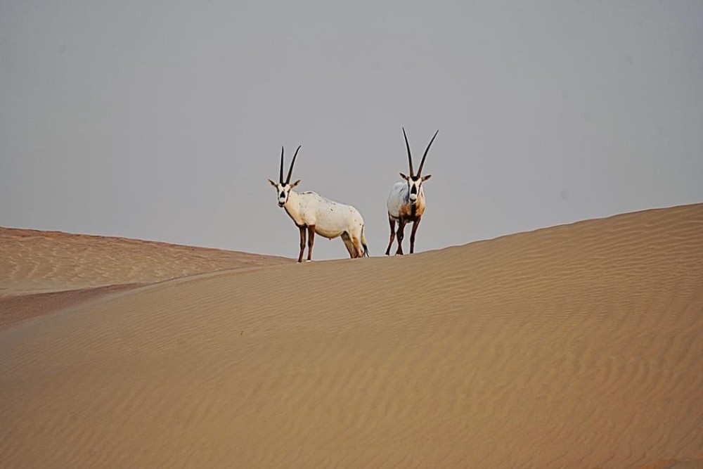 Dubai: Half-Day Camel Trekking with Al Marmoom Breakfast | ®ExcursionMania