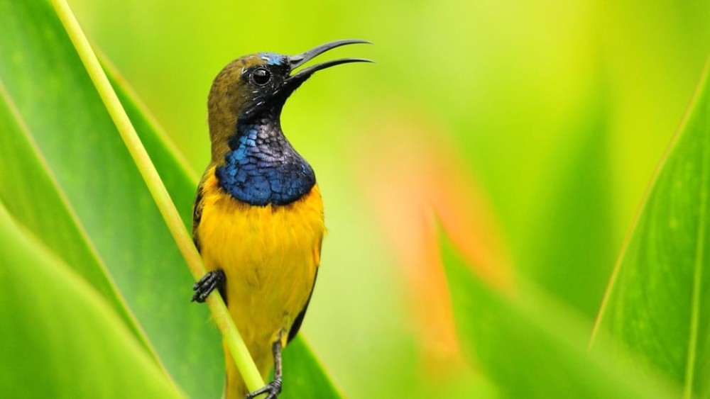 Bali: Countryside Bird Watching Tour with Hotel Transfer | ®ExcursionMania