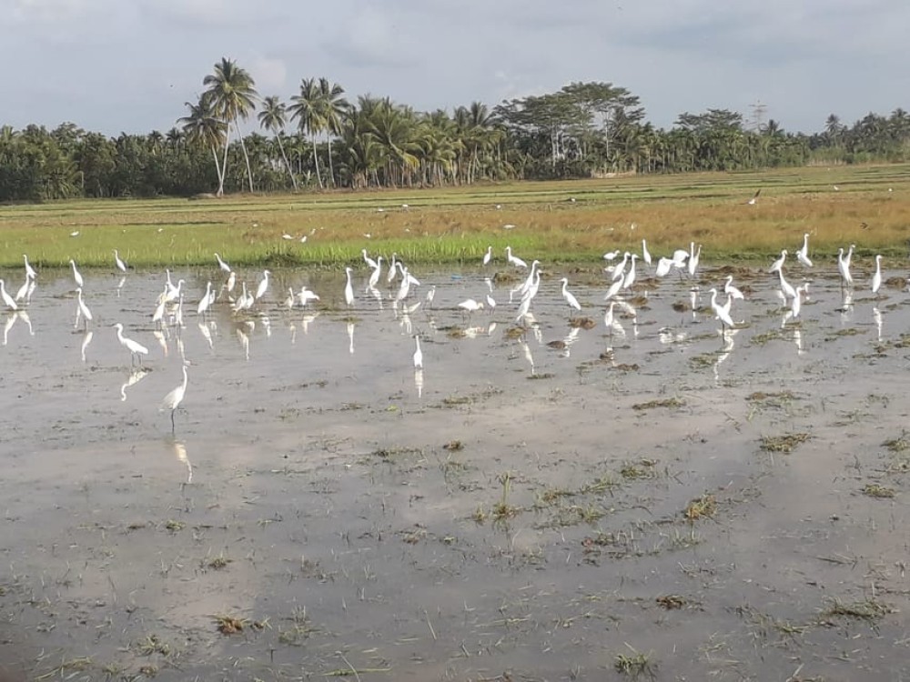 Bali: Countryside Bird Watching Tour with Hotel Transfer | ®ExcursionMania
