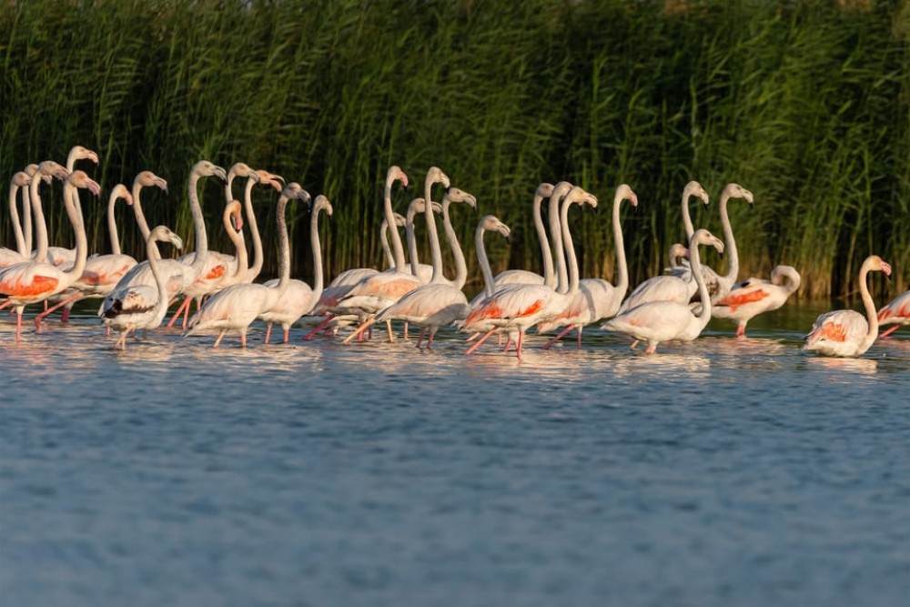 Dubai: Al Marmoom and Al Qudra Lakes Guided Tour with Dinner | ®ExcursionMania