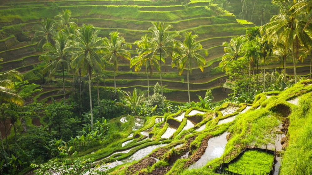 Bali: Full-Day Ubud Highlight & Tanah Lot Temple Sunset Tour | ®ExcursionMania