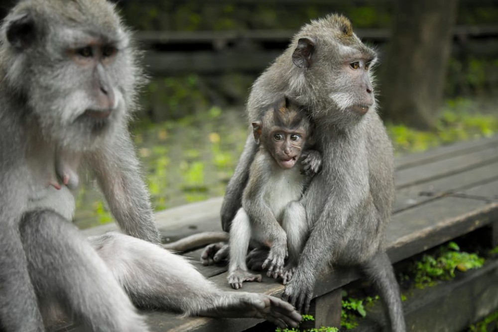 Bali: Full-Day Ubud Highlight & Tanah Lot Temple Sunset Tour | ®ExcursionMania