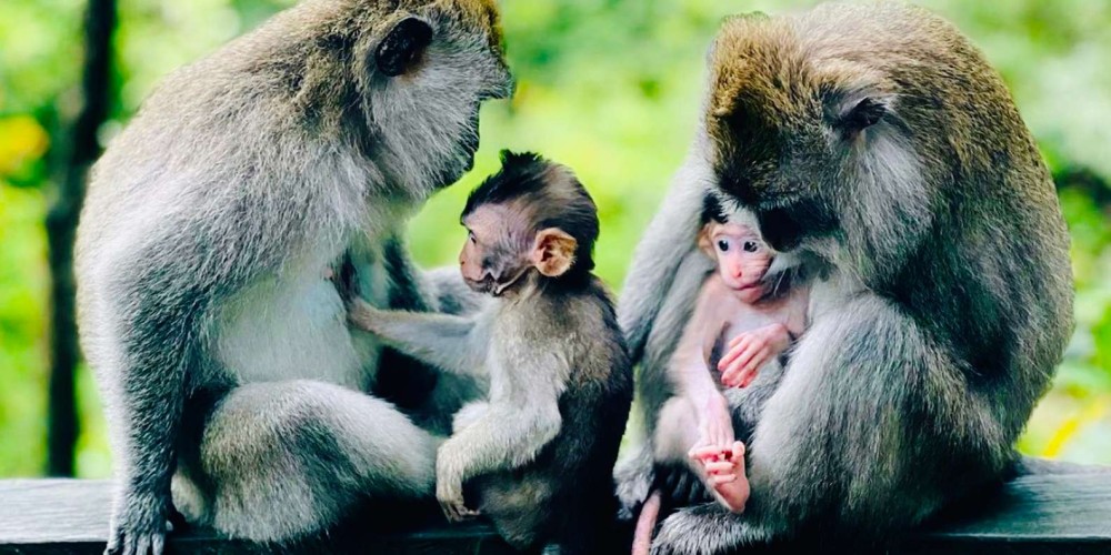 Ubud: Monkey Forest Sanctuary  Jungle Swing HalfDay Tour | ®ExcursionMania