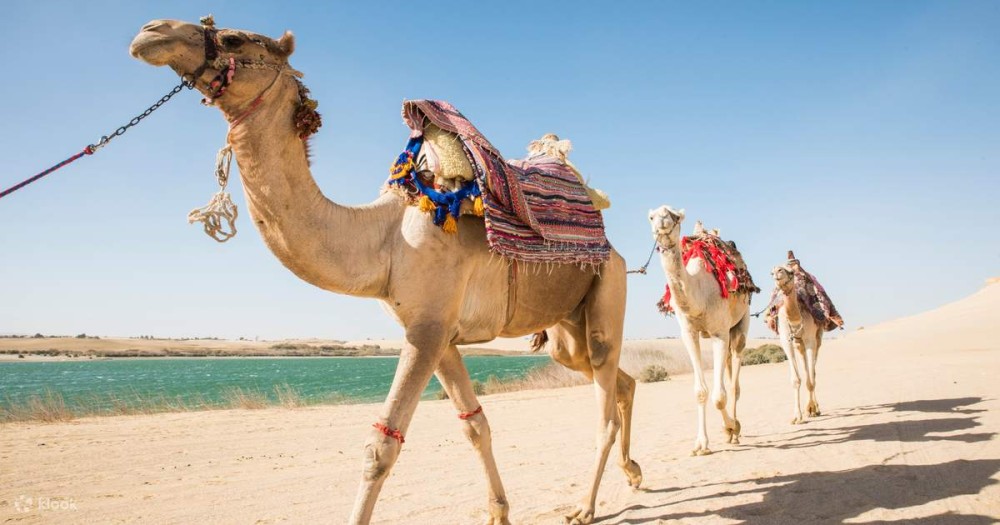 From Cairo  Giza: Pyramids Camel Ride  Museum Day Trip | ®ExcursionMania
