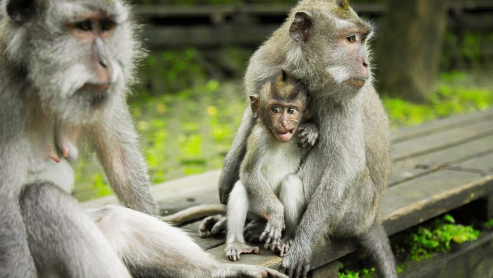 Ubud: Highlight Tour with Holy Bathing at Tirta Empul Temple | ®ExcursionMania