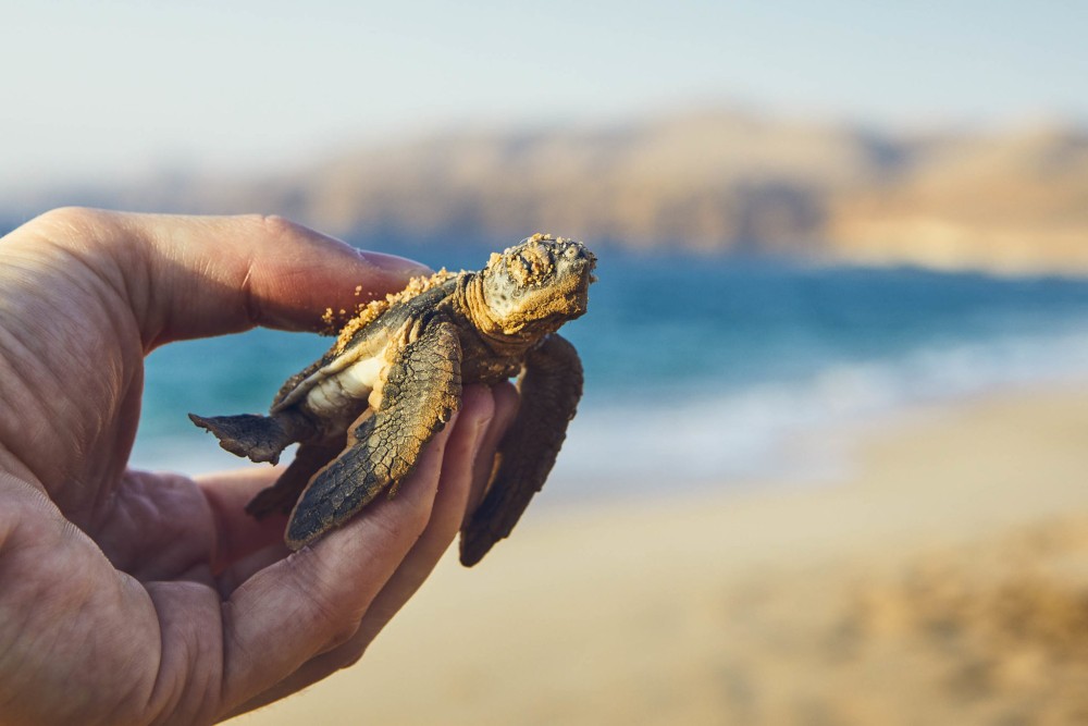 From Muscat: Wadi Shab and Ras Al Jinz 2Day Guided Tour | ®ExcursionMania