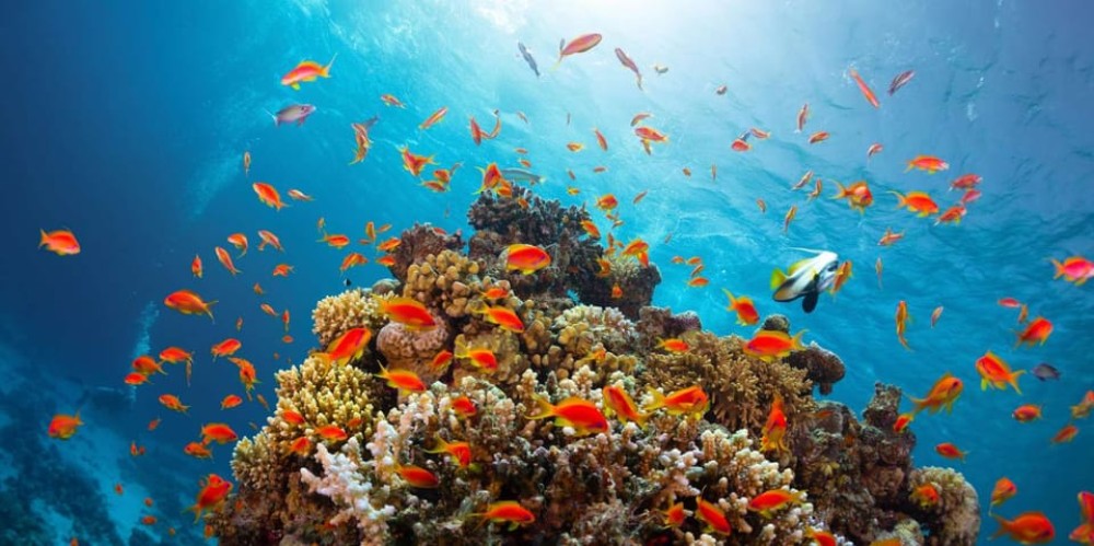 Sharm ElSheikh Port to Ras Mohamed National Park by Car | ®ExcursionMania
