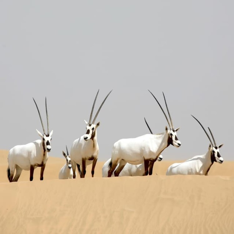Dubai: Al Marmoom Oasis Safari, Animal Spotting & Breakfast | ®ExcursionMania