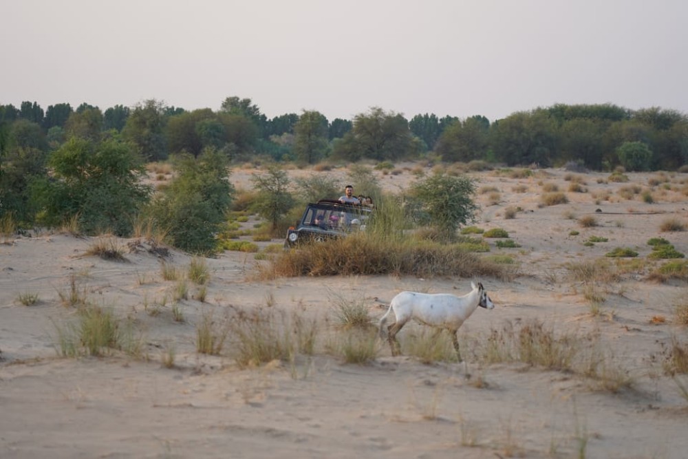 Dubai: Al Marmoom Oasis Safari, Animal Spotting & Breakfast | ®ExcursionMania
