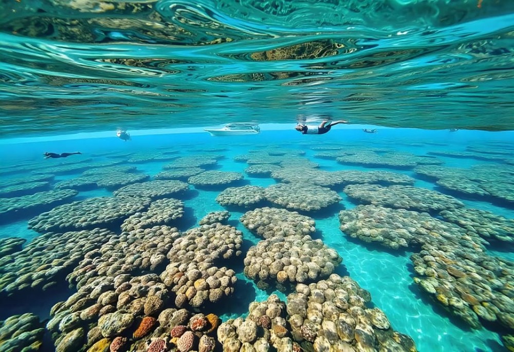Sharm El Sheikh: Snorkeling Trip To Tiran Island With Lunch | ®ExcursionMania